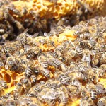 In einem Bienenstock