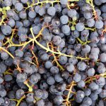 bunch-of-grapes-954643_640