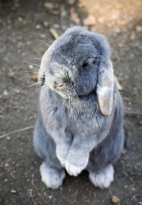 bunny-1276628_640