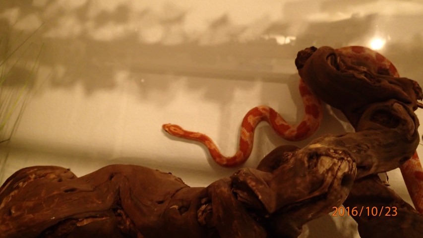 Schlangen: Kornnattern als “Einsteigermodell” :-)