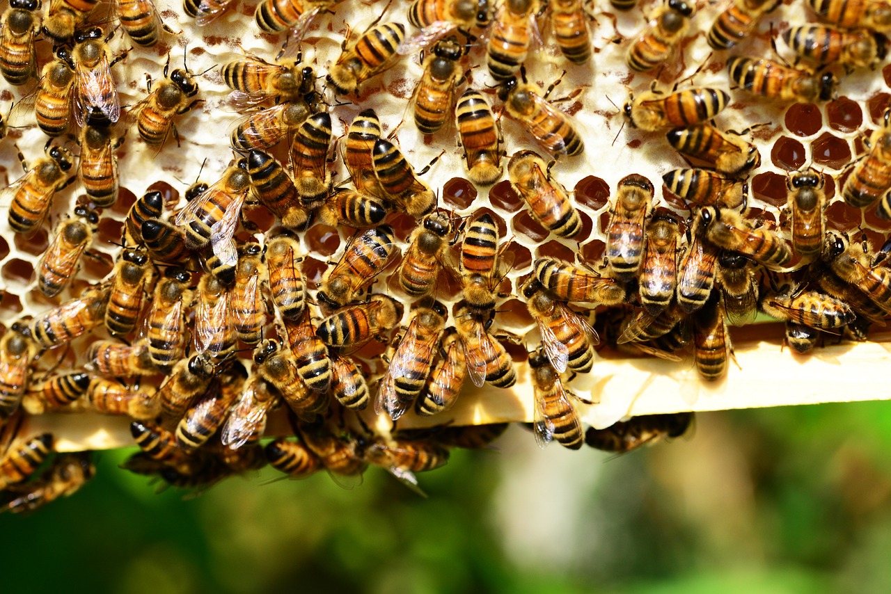 Rettet die Bienen