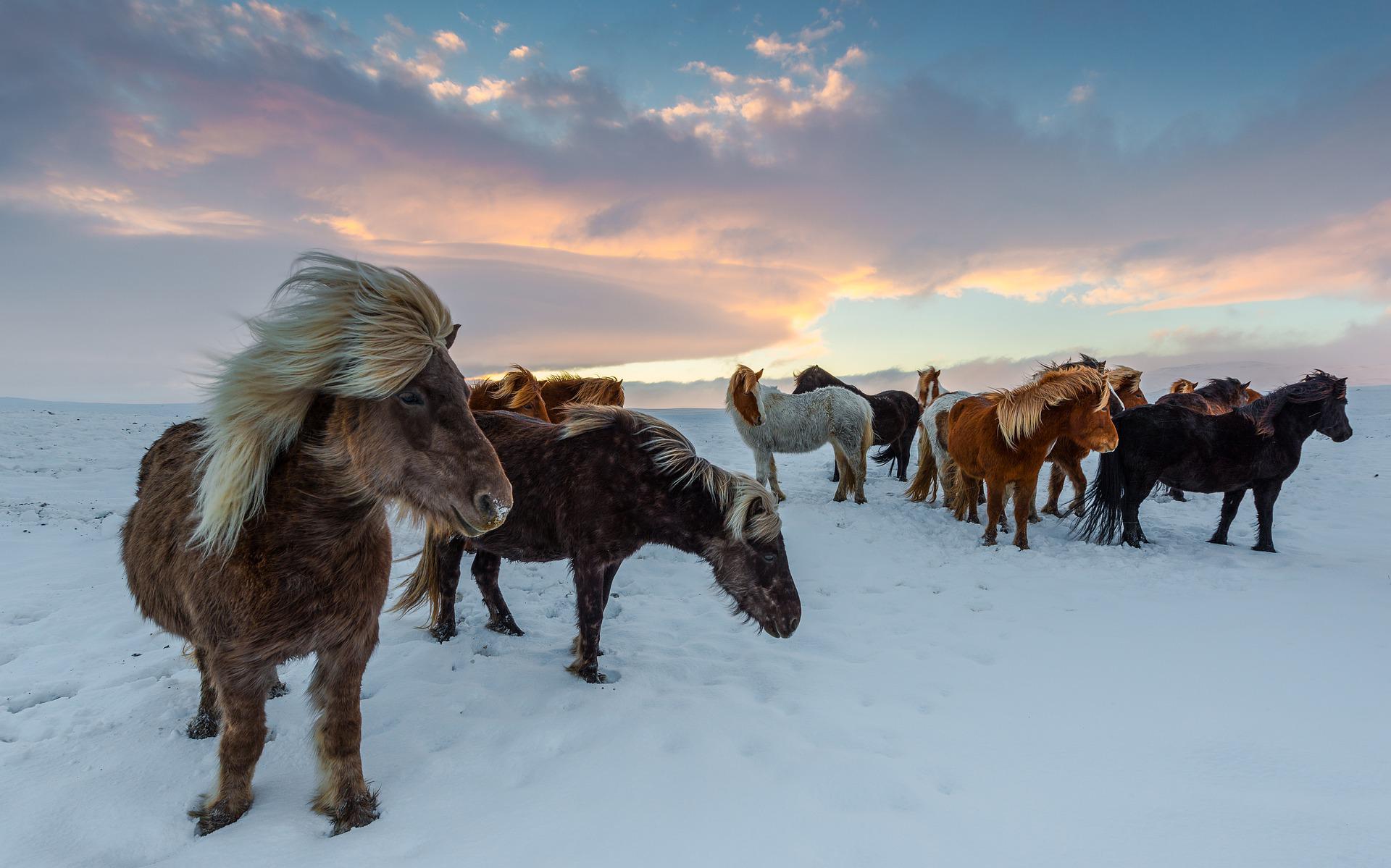 Islandpferde – Ein Überblick