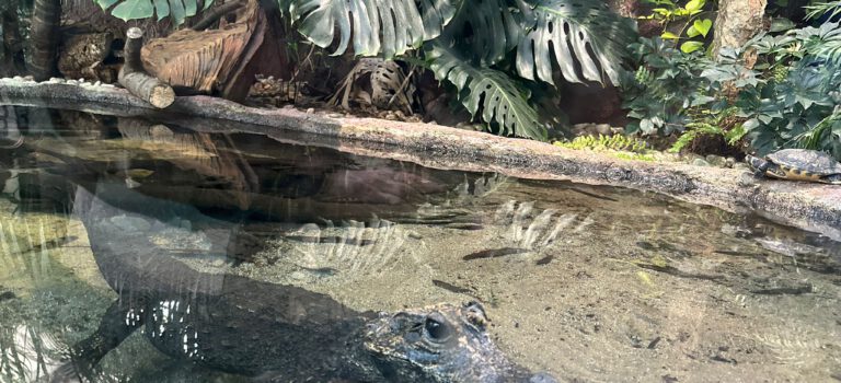 Zoo Hellabrunn in München – eine Mini-Fotostrecke